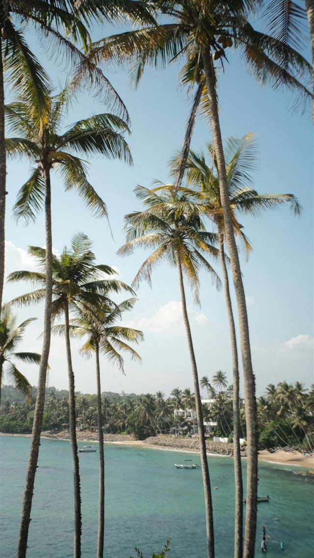 1290x2796 palm trees line the shore of a tropical island -  iPhone Wallpaper