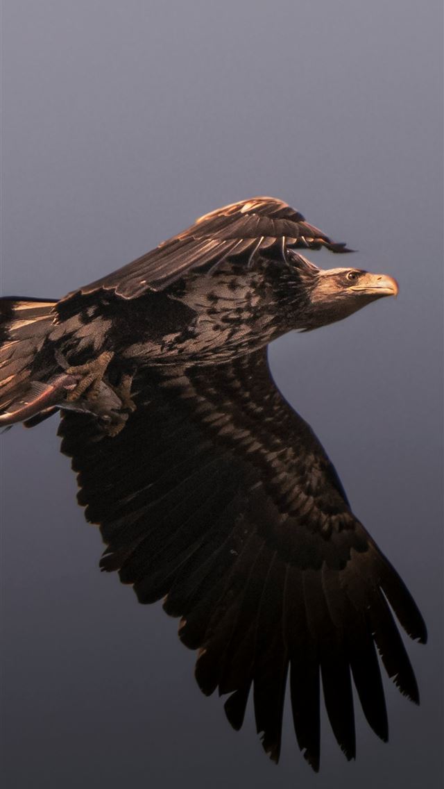 1290x2796 a bird flying in the sky with it's wings spread -  iPhone Wallpaper