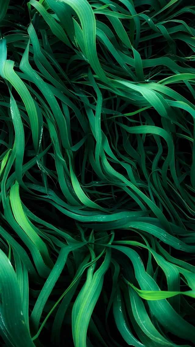 1290x2796 a close up of a bunch of green plants -  iPhone Wallpaper