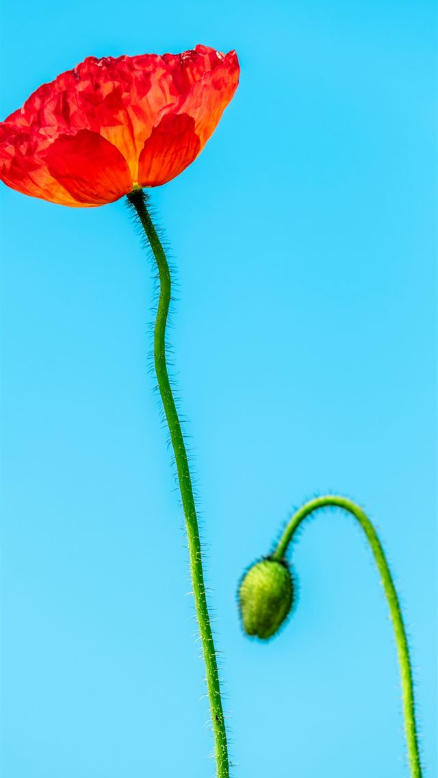 1290x2796 a single red flower with a blue sky in the backgro... -  iPhone Wallpaper