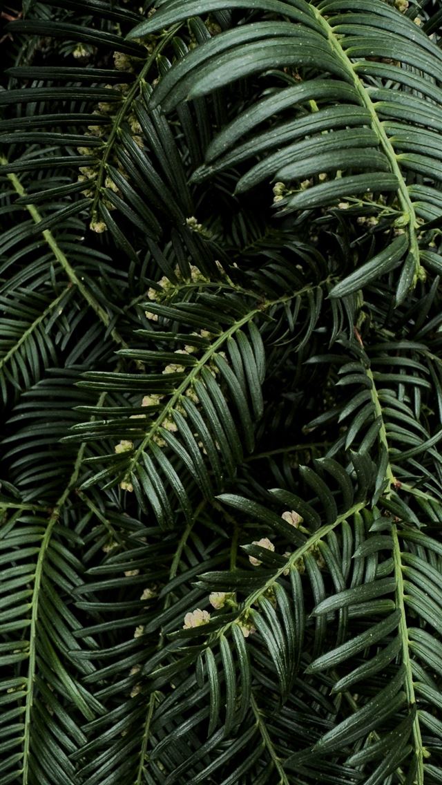 1290x2796 a close up of a plant with lots of green leaves -  iPhone Wallpaper