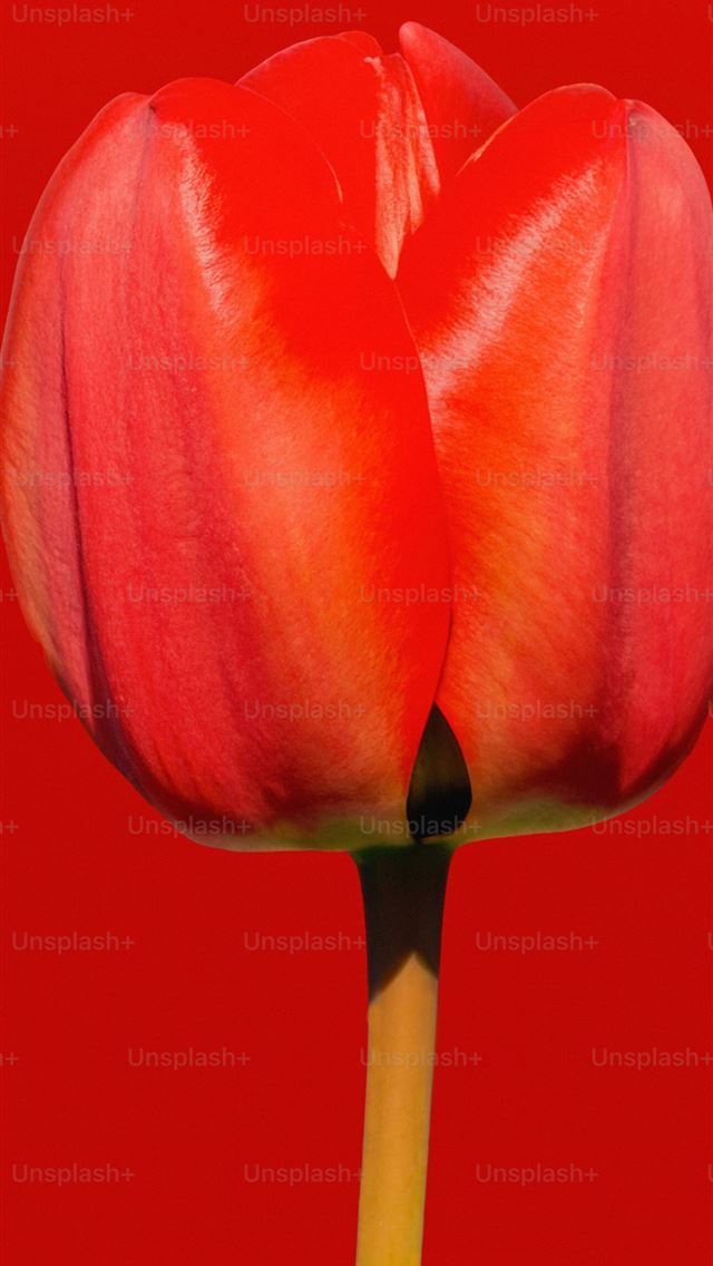1290x2796 A single red tulip on a red background -  iPhone Wallpaper