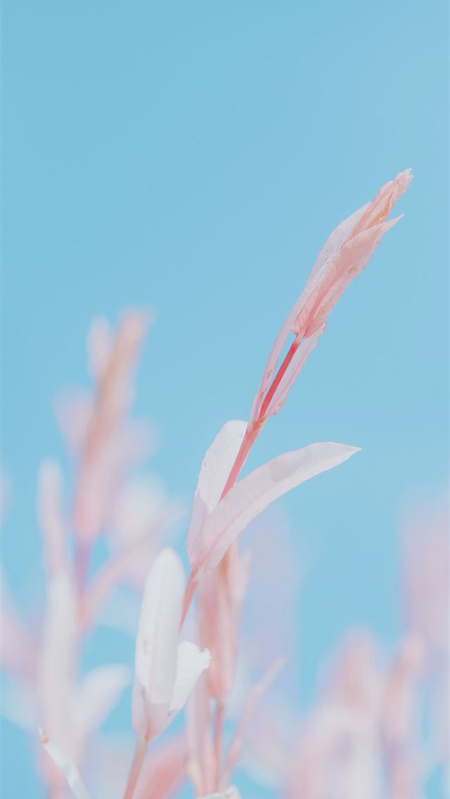 1290x2796 a blurry photo of a plant with pink flowers -  iPhone Wallpaper