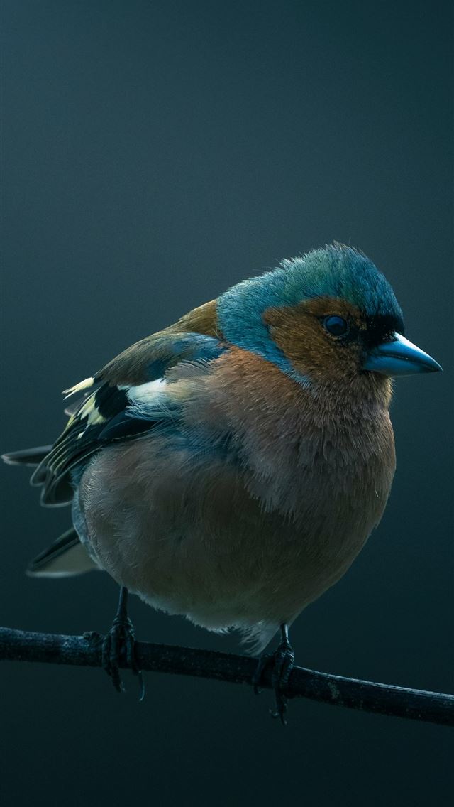 1290x2796 A small bird with colorful plumage perched on a br... -  iPhone Wallpaper