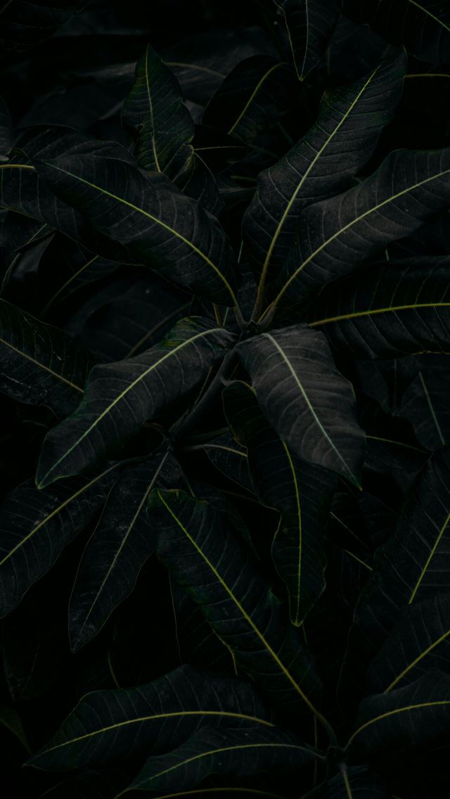 1290x2796 a plant with green leaves in the dark -  iPhone Wallpaper