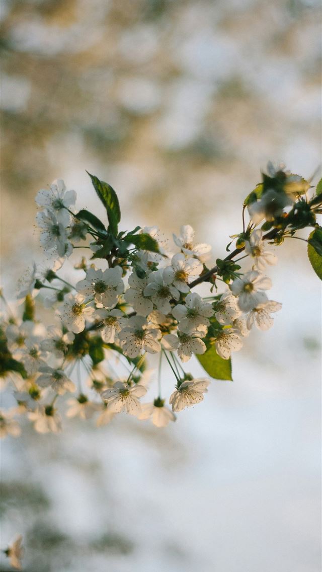 1290x2796 White cherry blossoms on a tree branch -  iPhone Wallpaper