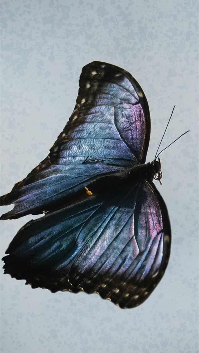 1242x2688 blue and black butterfly on white wall -  iPhone Wallpaper