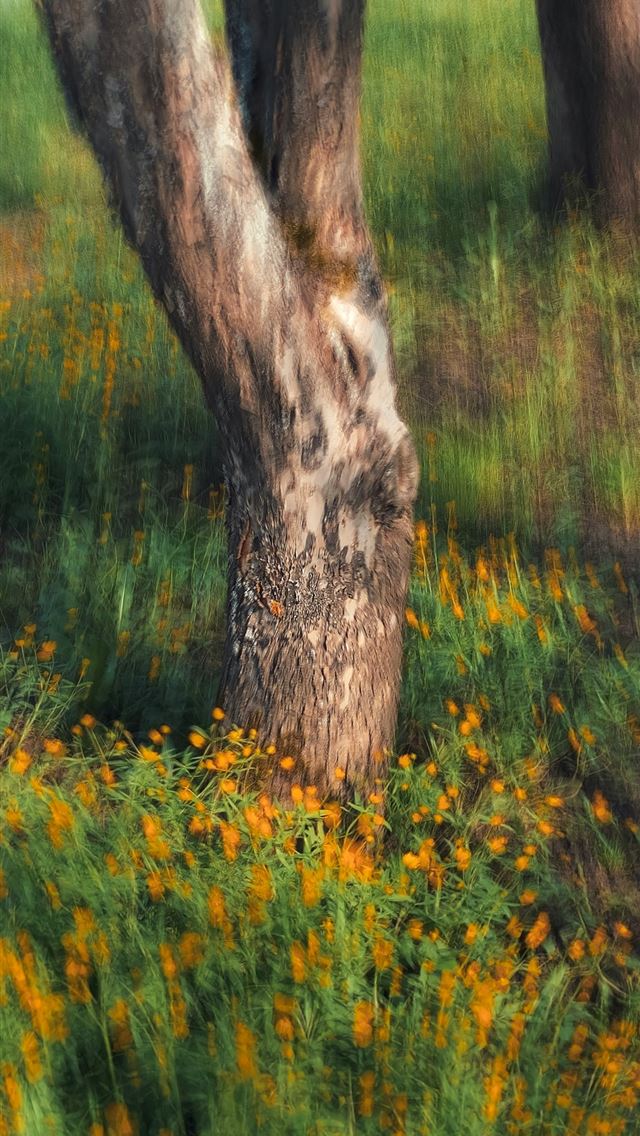 1290x2796 a blurry photo of a tree in a field -  iPhone Wallpaper