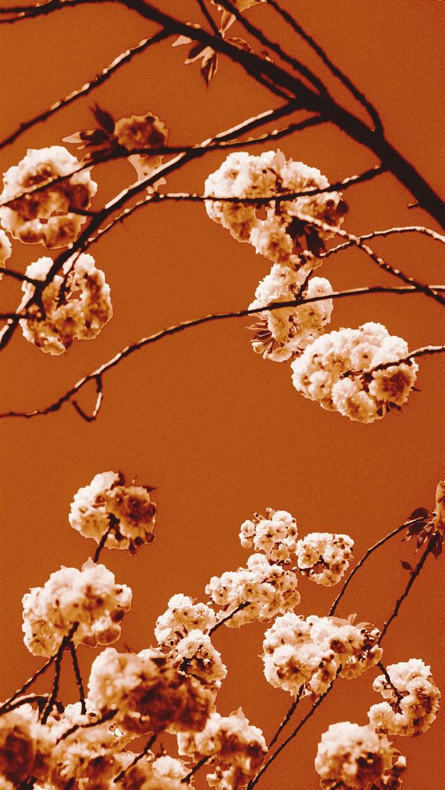 1290x2796 a close up of a tree with white flowers -  iPhone Wallpaper