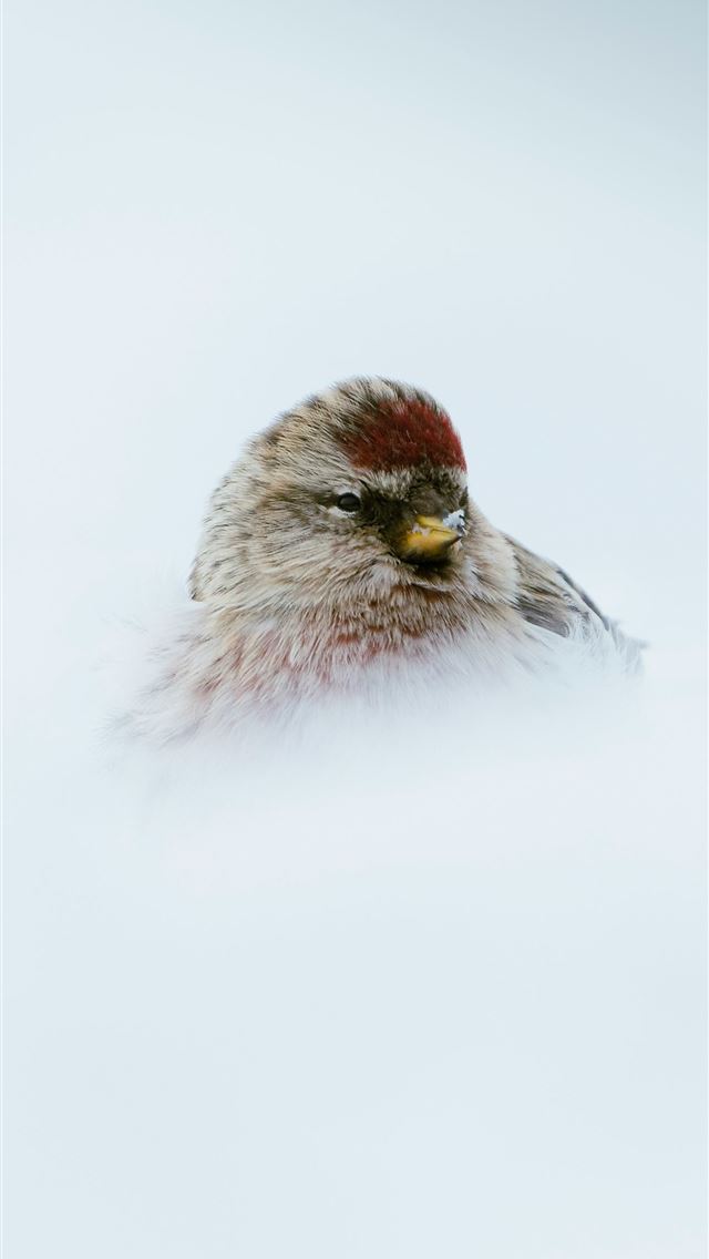 1290x2796 A small bird with a red cap in the snow  -  iPhone Wallpaper