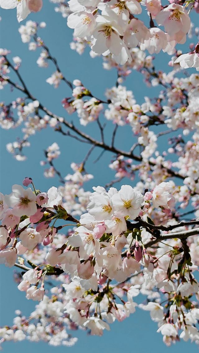 1290x2796 a bunch of white flowers on a tree -  iPhone Wallpaper