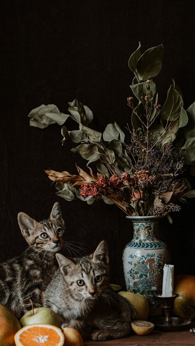 1290x2796 brown tabby cat beside green plant -  iPhone Wallpaper