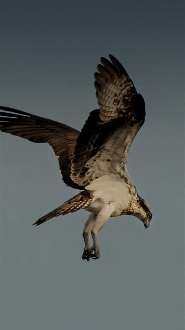 1290x2796 a large bird flying through a gray sky -  iPhone Wallpaper