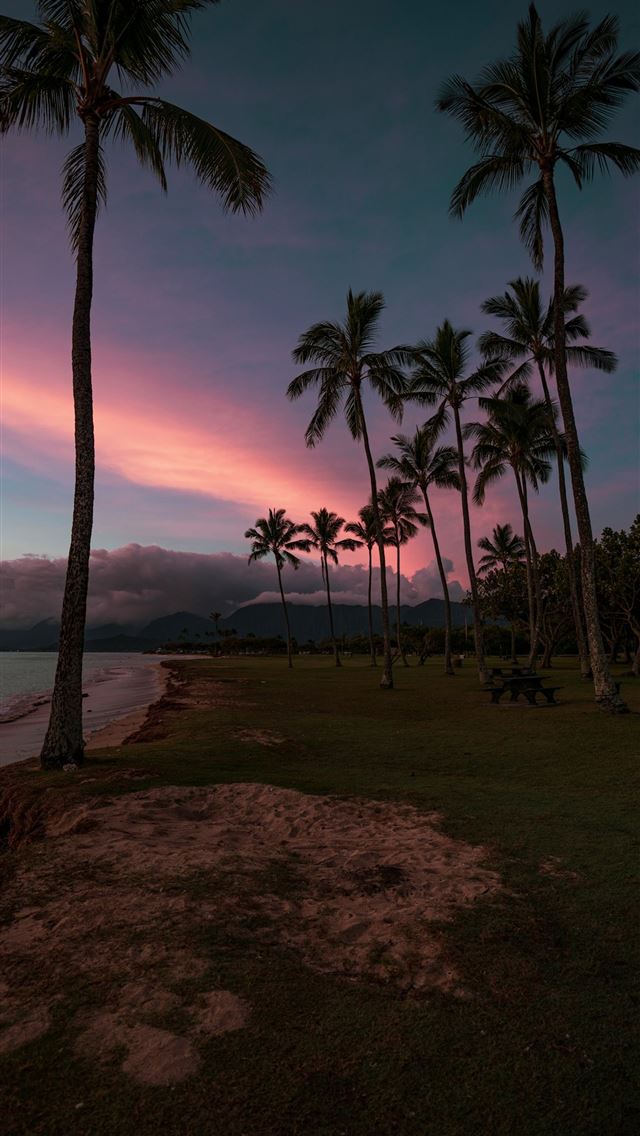 1290x2796 palm trees near body of water during sunset -  iPhone Wallpaper