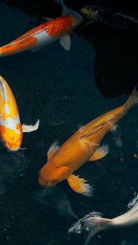Four colorful koi fish swim in dark water  wallpaper