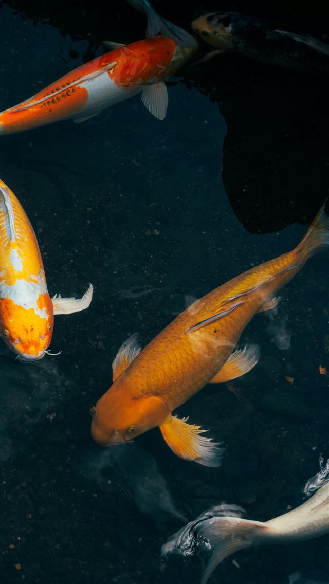 1290x2796 Four colorful koi fish swim in dark water  -  iPhone Wallpaper