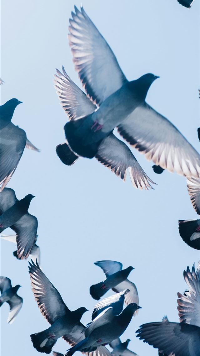 1290x2796 gray pigeons flying under blue sky -  iPhone Wallpaper