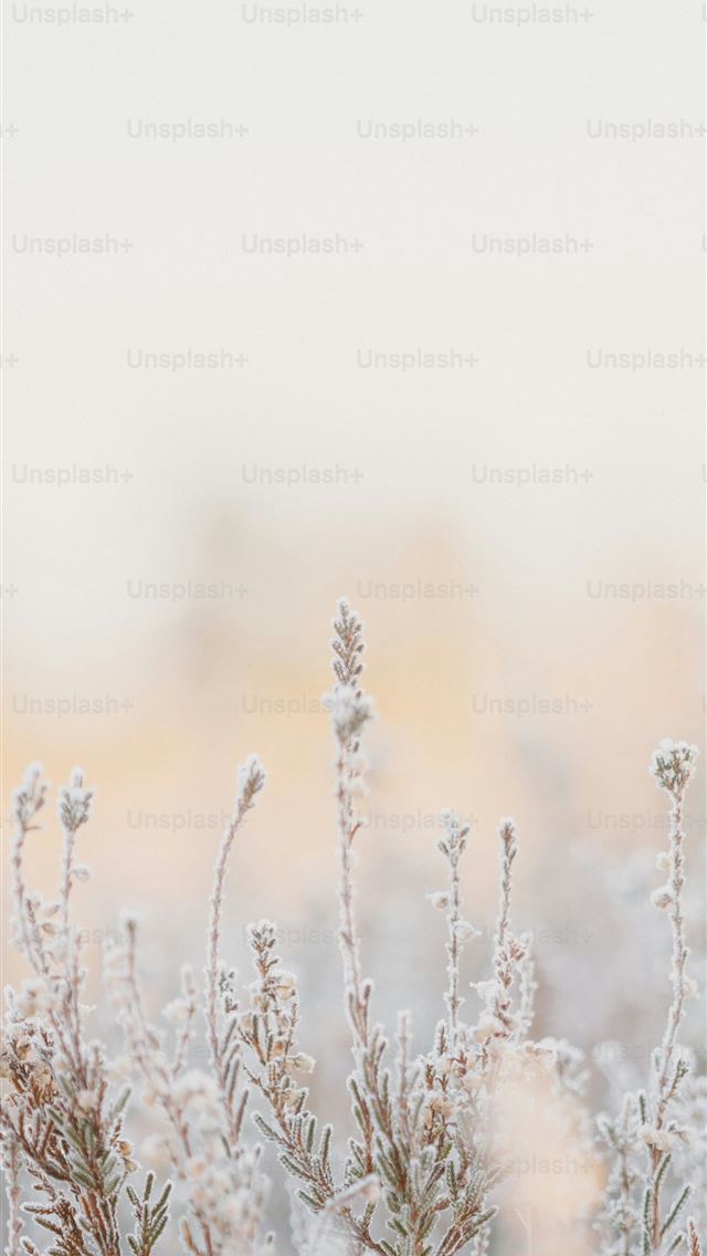 1290x2796 A bunch of plants that are covered in snow -  iPhone Wallpaper