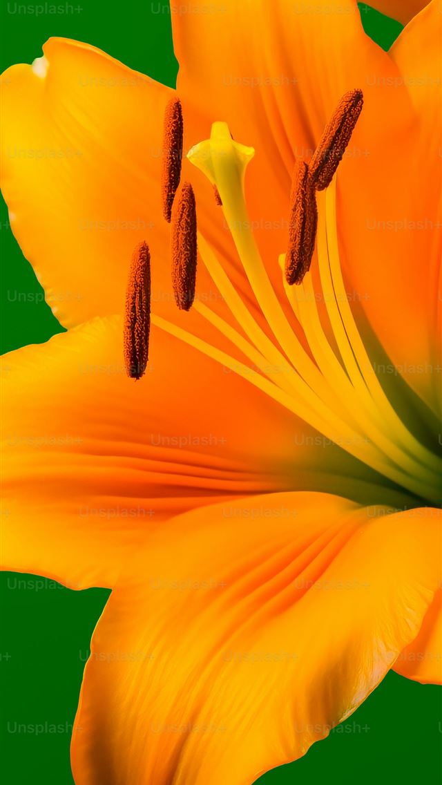 1290x2796 a close up of a yellow flower on a green backgroun... -  iPhone Wallpaper