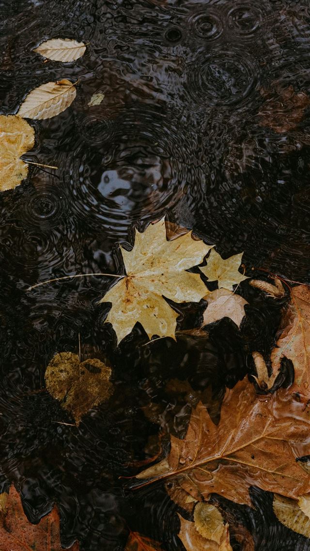1290x2796 Autumn leaves floating on dark water with rain rip... -  iPhone Wallpaper