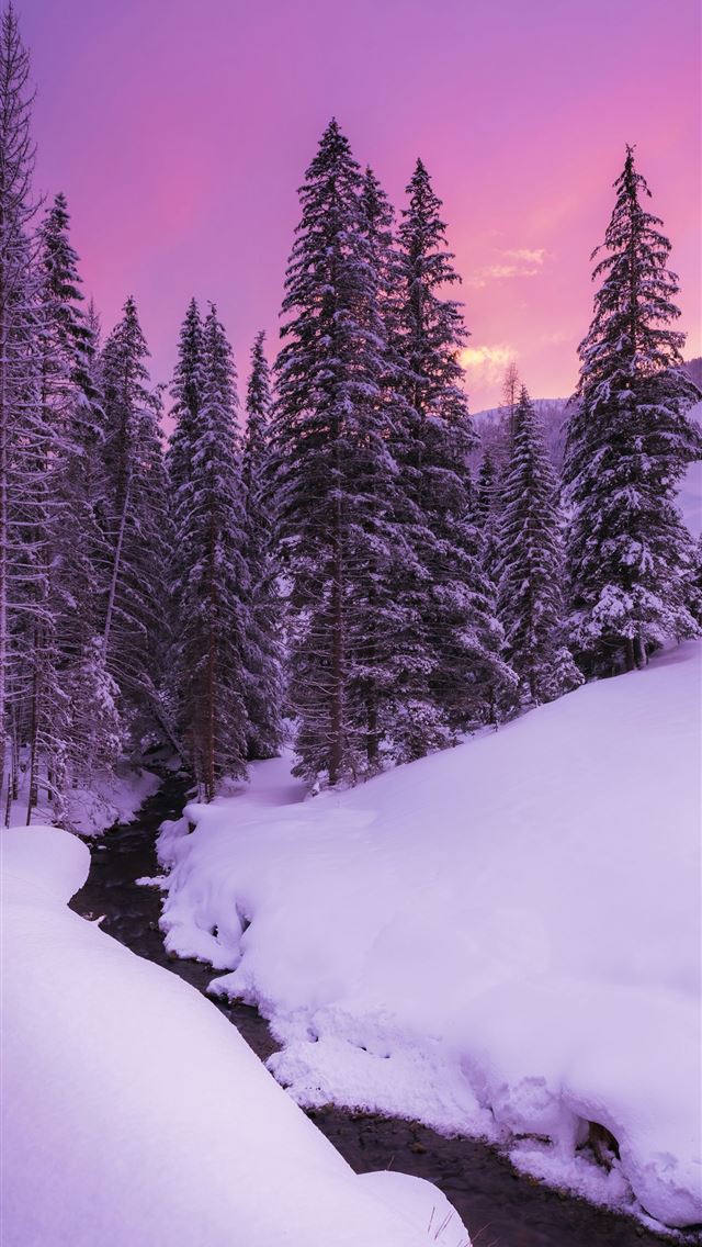 1290x2796 snow covered pine trees during daytime -  iPhone Wallpaper