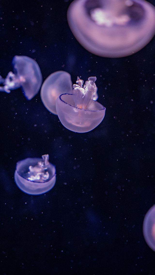1290x2796 a group of jellyfish -  iPhone Wallpaper