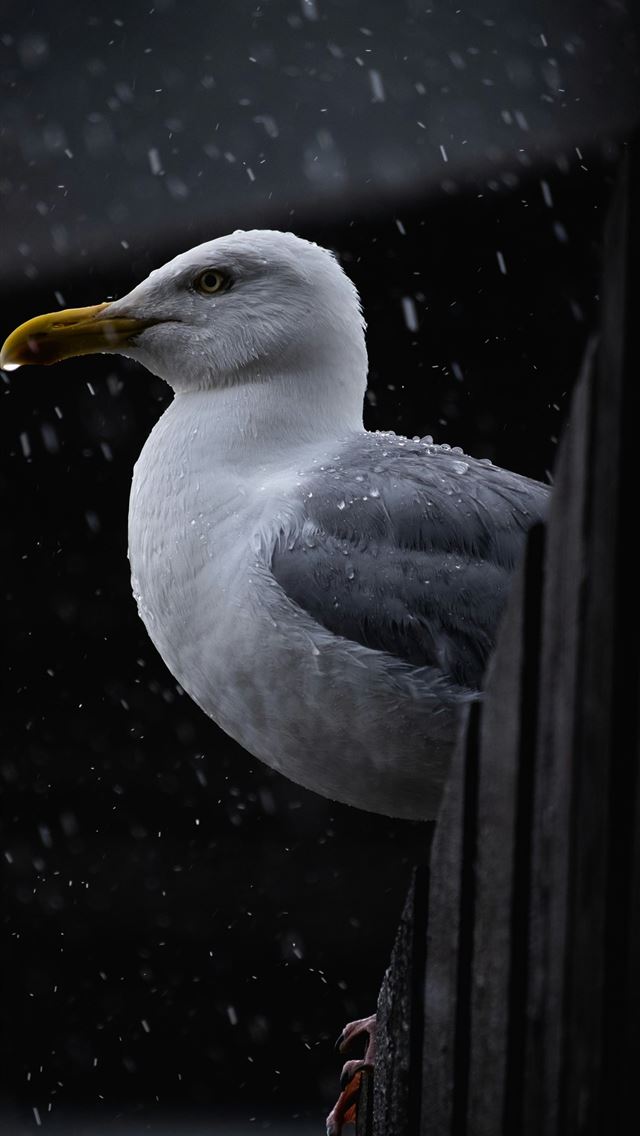 1290x2796 white and black bird on water - grey iPhone Wallpaper