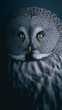 a close up of an owl with yellow eyes wallpaper