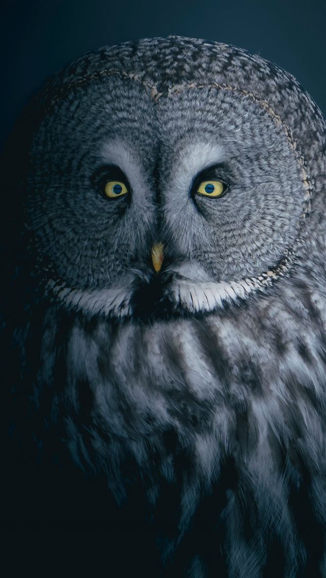 1290x2796 a close up of an owl with yellow eyes -  iPhone Wallpaper