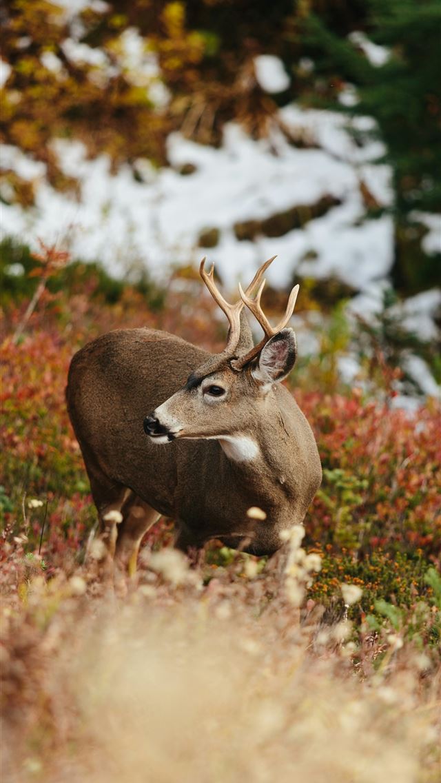 1290x2796 a deer standing in a field of tall grass -  iPhone Wallpaper