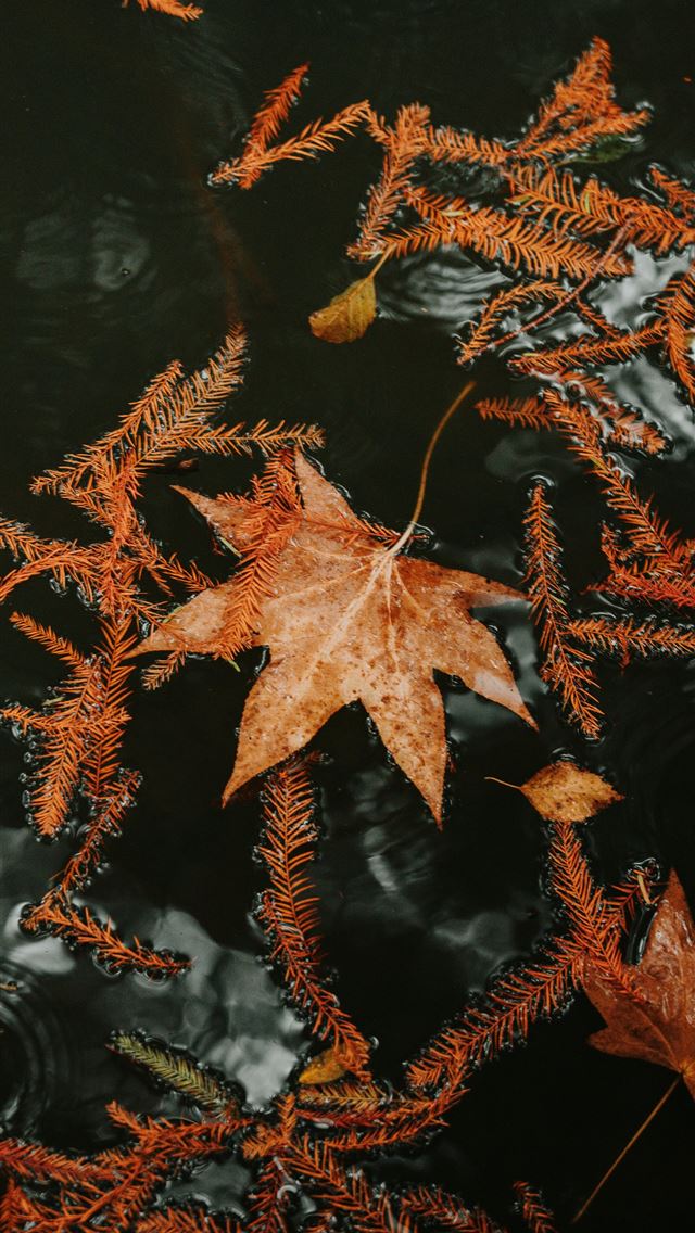 1290x2796 Autumn leaves floating on dark water surface -  iPhone Wallpaper