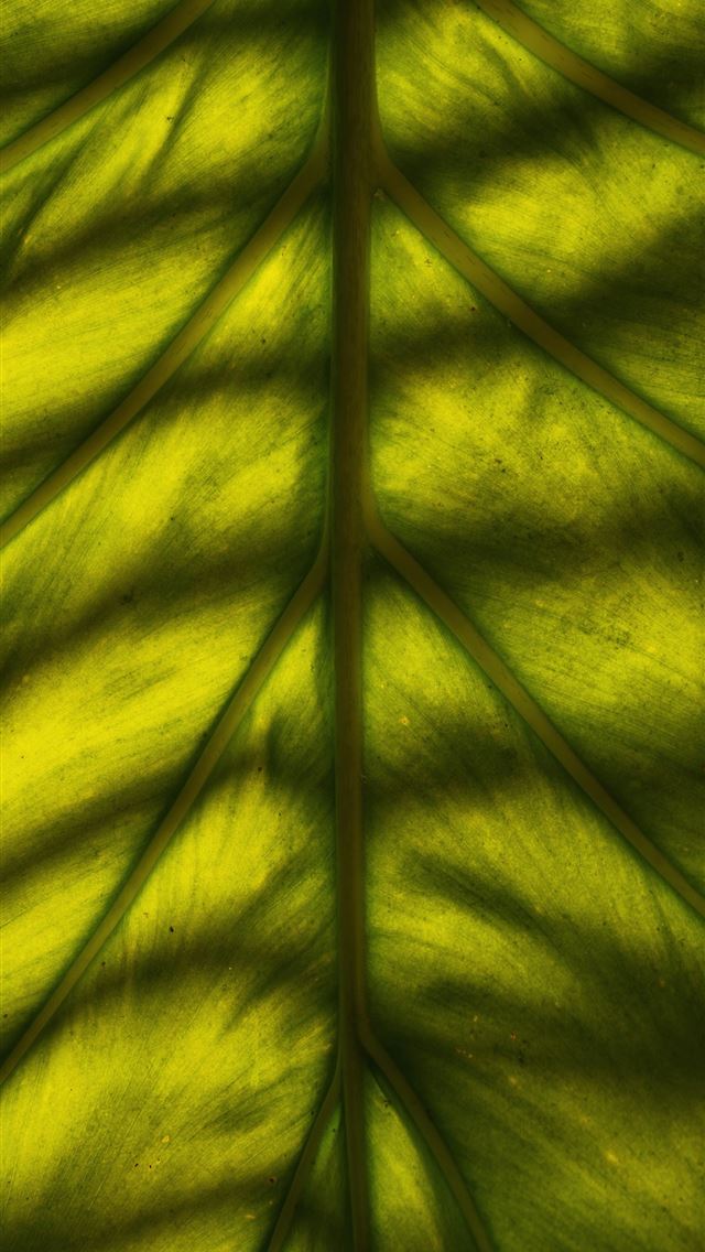 1290x2796 a close up of a large green leaf -  iPhone Wallpaper