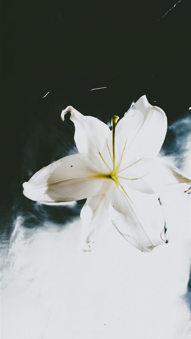 1290x2796 white and yellow flower on black surface -  iPhone Wallpaper