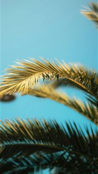 Palm leaves sway against a clear blue sky  wallpaper