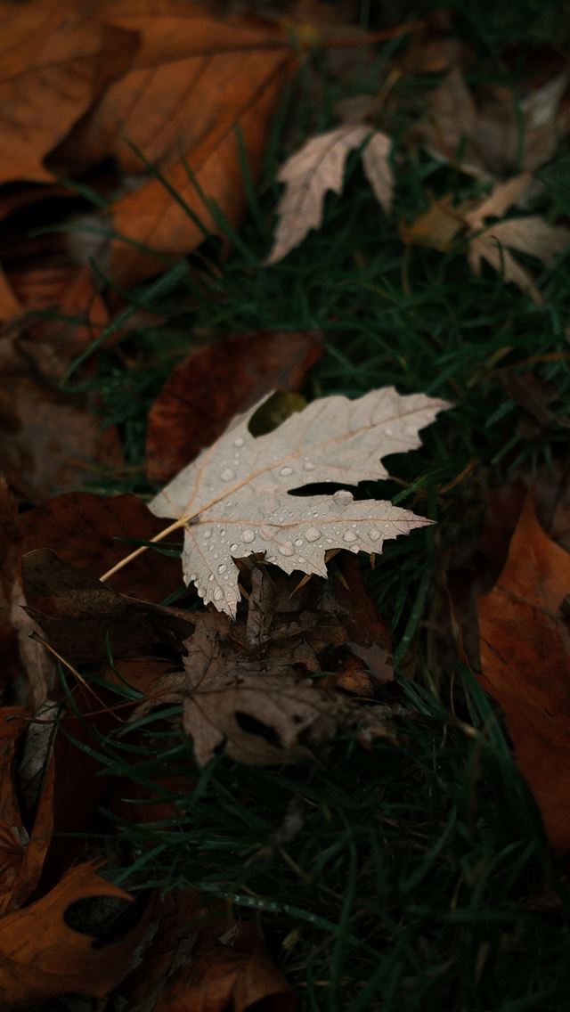 1290x2796 Wet autumn leaves scattered on green grass -  iPhone Wallpaper