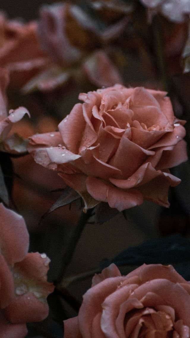1290x2796 pink roses in close up photography -  iPhone Wallpaper