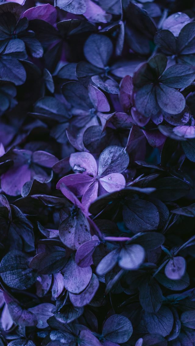 1290x2796 a close up of a bush of purple flowers - pattern iPhone Wallpaper