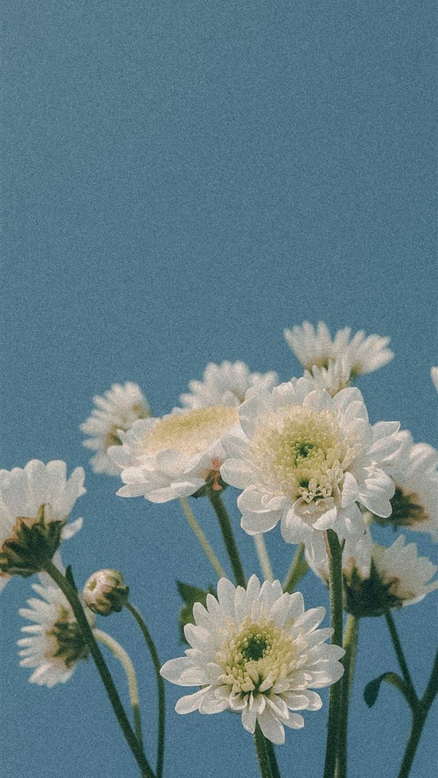 1290x2796 a vase filled with white flowers on top of a table -  iPhone Wallpaper