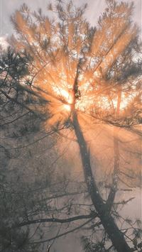 the sun shines through the clouds behind a tree wallpaper