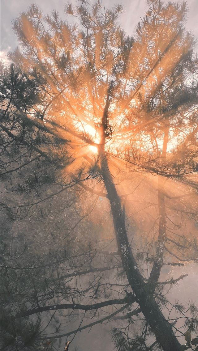 1290x2796 the sun shines through the clouds behind a tree - spirituality iPhone Wallpaper