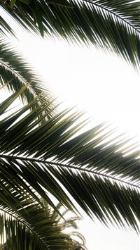 a clock on a pole in front of a palm tree wallpaper