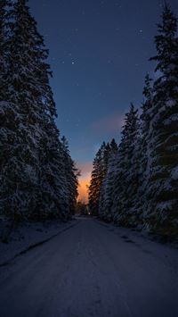 snow covered road between trees during night time wallpaper