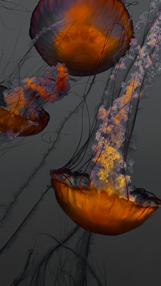 1290x2796 jellyfish illustration -  iPhone Wallpaper