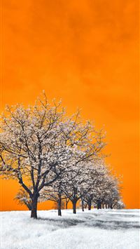 a group of trees standing in a snow covered field wallpaper