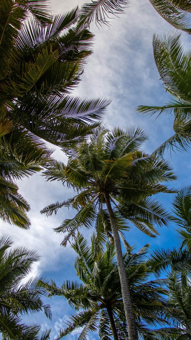 1290x2796 palm trees blowing in the wind on a sunny day - beach iPhone Wallpaper