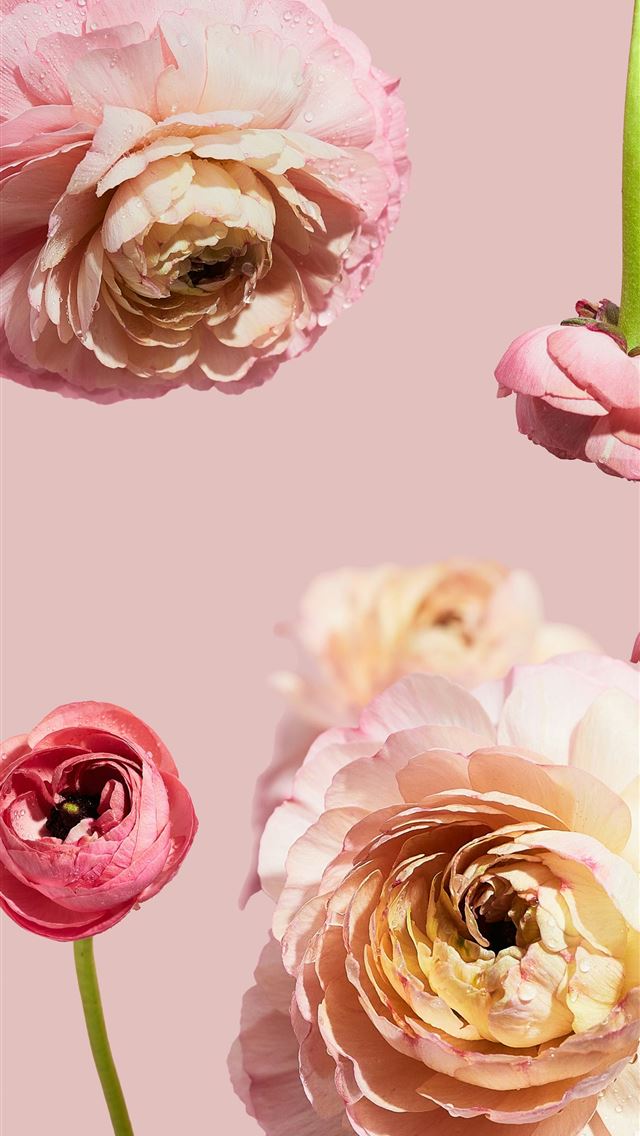 1290x2796 a group of pink flowers on a pink background -  iPhone Wallpaper