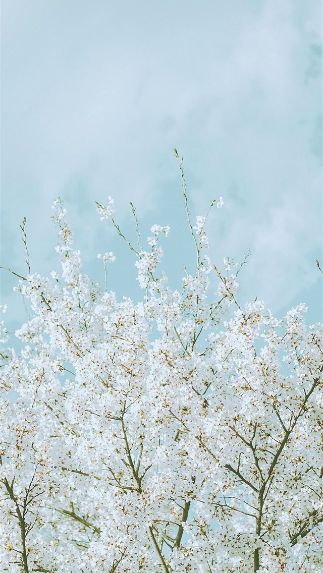 1290x2796 a tree with white flowers in front of a blue sky -  iPhone Wallpaper