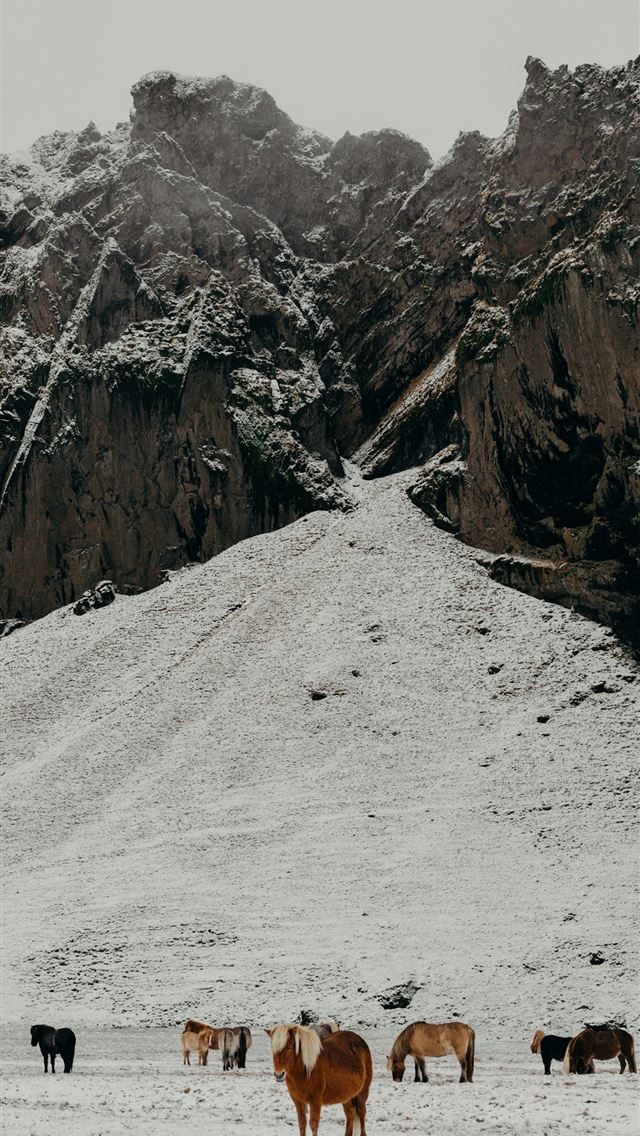 1290x2796 a herd of horses standing on top of a snow covered... - wildlife iPhone Wallpaper