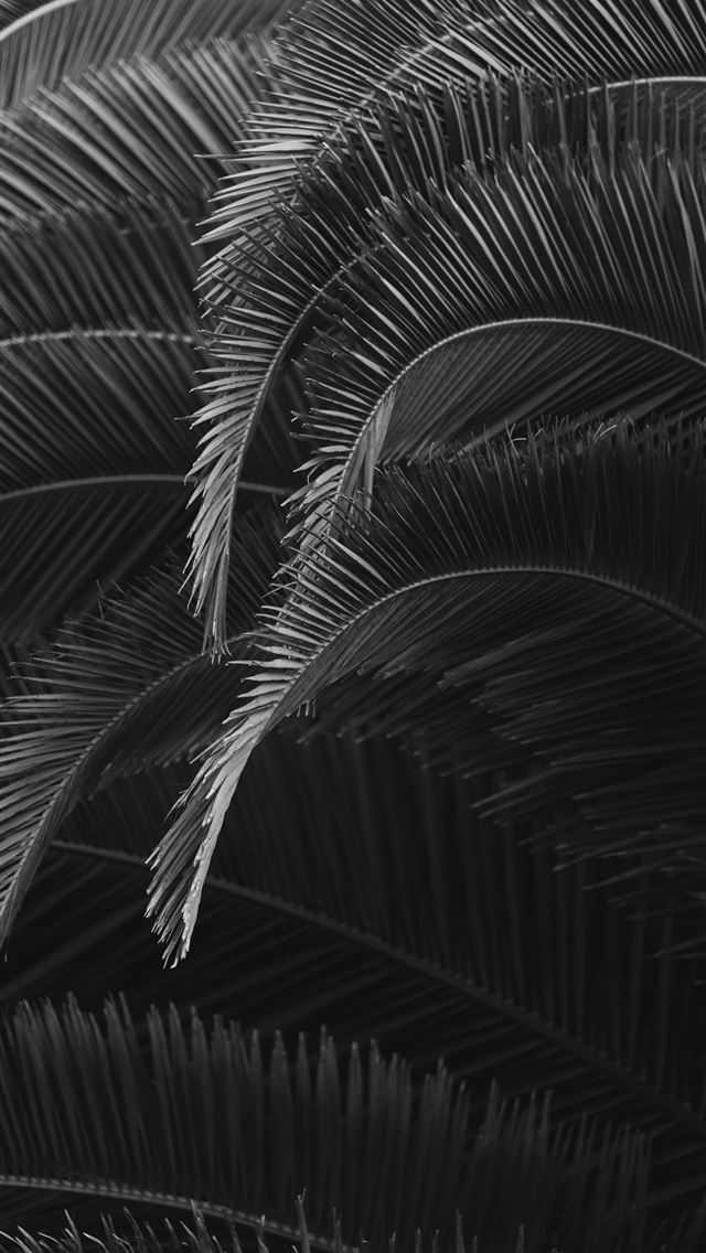 1290x2796 green palm tree during daytime -  iPhone Wallpaper