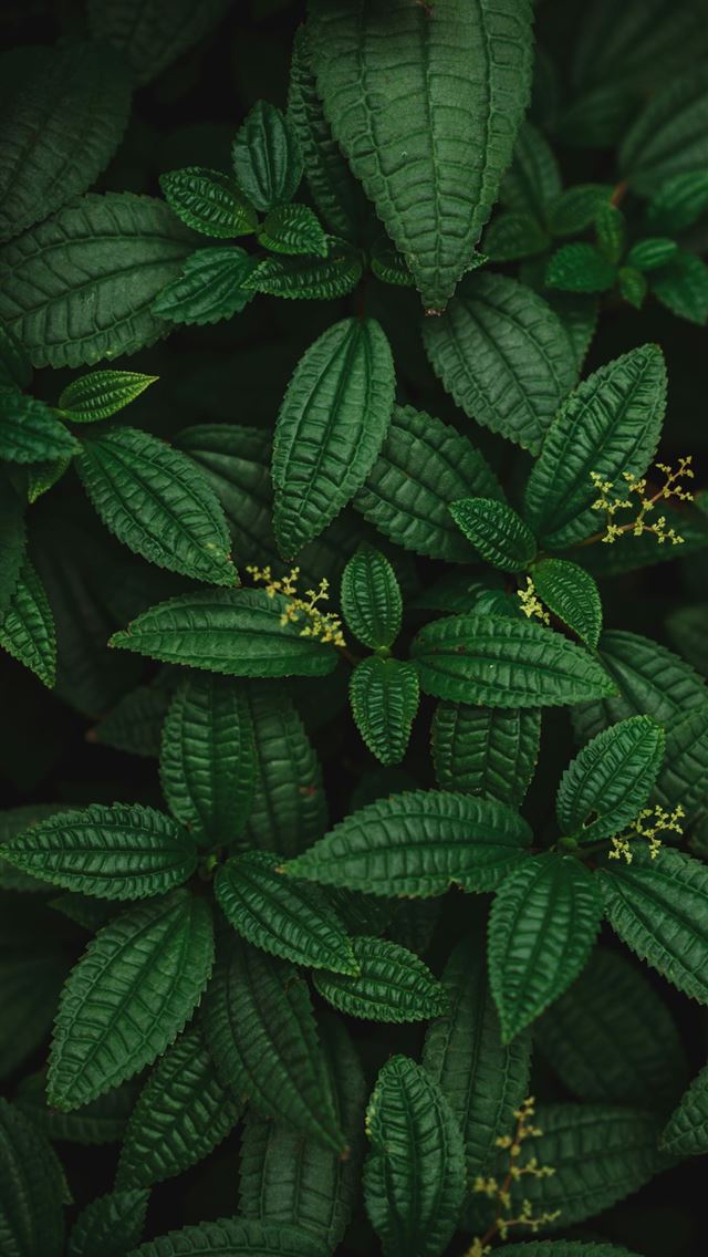 1290x2796 a close up of a green plant with leaves -  iPhone Wallpaper